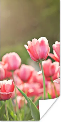 Produktbild von MuchoWow® Poster Tulpen - Sonne - Frühling 40x80 cm - Dekoration