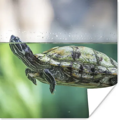 Produktbild von MuchoWow® Poster Nahaufnahme einer Schildkröte 100x100 cm - Babyzimmer