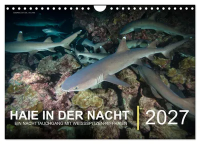 Produktbild von Haie in der Nacht (Wandkalender 2027 DIN A4 quer), CALVENDO Monatskalender