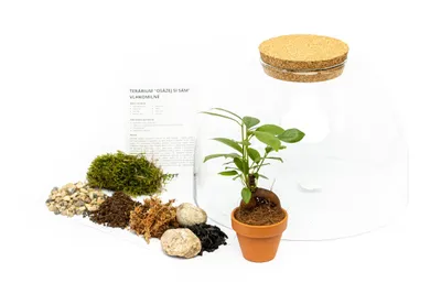 Zdjęcie produktu dla Gardners Szklany słoik AURINIA SAVE YOURSELF Ficus microcarpa Ginseng, L