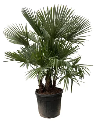 Produktbild von Everyplants Trachycarpus multi stam - 200cm, Ø 45 cm