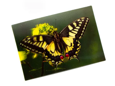 Produktbild von 3 D Ansichtskarte Schmetterling, Schwalbenschwanz, Postkarte Wackelkarte Hologrammkarte Tiere Tier Falter