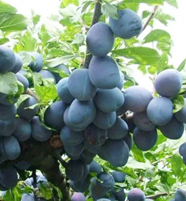 Produktbild von Pflaumenbaum ´STANLEY´ Unterlage Myrobalan, wurzelnackt