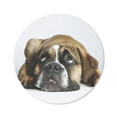 Produktbild von MuchoWow® Mauspad Mousepad Hund - Haustiere - Weiß 50x50 cm - Mousepads - Maus Mat - Pad - Mausunterlage - Vinyl