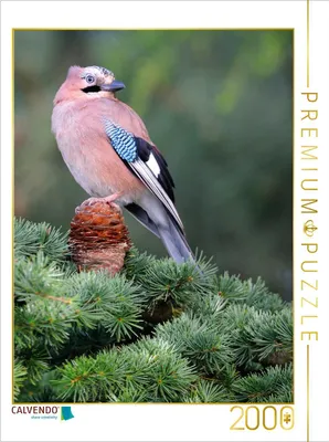 Produktbild von CALVENDO Puzzle Eichelhäher 2000 Teile Puzzle hoch | 2000 Teile Lege-Größe 90x67cm Foto-Puzzle für glückliche Stunden