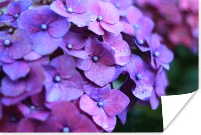 Produktbild von MuchoWow® Poster Blumen - Lila - Hortensie - Natur - Blütenblätter 60x40 cm - Schlafzimmerdekoration