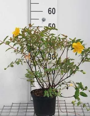Obrázok produktu pre Hypericum moserianum - ľubovník bodkovaný 30- 40 cm nádoba