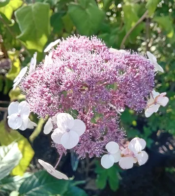Produktbild von Samthortensie Hydrangea macrophylla aspera sommergrüne Hortensie 60 - 80 cm