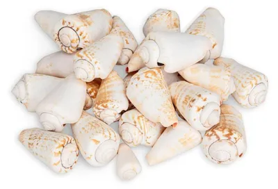 Produktbild von Strombus luhuanus 0,5 kg 2-4 cm Rotlippenschnecke Schneckenhäuser maritim