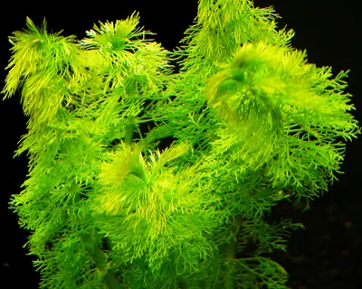 Produktbild von 1 Bund Indischer Sumpffreund (Limnophila Indica)
