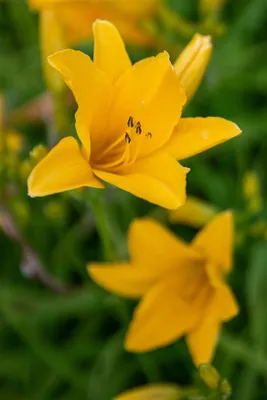 Produktbild von Taglilie Thumbelina, im Topf - Hemerocallis x cult.