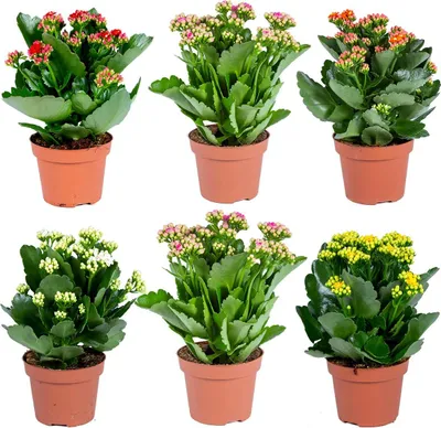 Produktbild von Kalanchoe | Gemischt pro 6 Stück - Freiland- und Zimmerpflanzen im Anzuchttopf ⌀12 cm - ↕25-30 cm