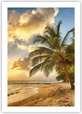 Produktbild von Poster - Poster ohne Rahmen - Strand Meer Palme - 50x70 cm - Wand Bild - Wanddeko - Wandbilder - Kunstposter - Wandposter - Bilder - Kunstdruck - Wanddekoration - Wandbild - P2XPA50x70-3606
