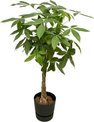 Obrázek produktu pro Pachira Aquatica – štěstí – pokojová rostlina, cca 160 cm – Ø 30 cm – včetně květináče Greenville v černé barvě