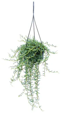Produktbild von Senecio hallianus – Pflanze für einen Hängekorb – Curio hallianus im 14-cm-Hängekorb – Hängepflanze