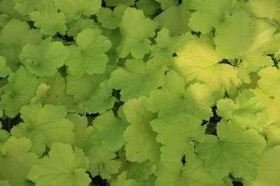 Produktbild von 6 x  Heuchera hybr. 'Pistache' - Purpurglöckchen - Topf 9 x 9 cm