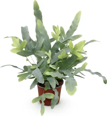 Obrázek produktu pro Phlebodium aureum Blue Star - kapradina, modrá kapradina, dekorace vhodná do