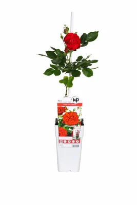 Produktbild von Kletterrose Crazy in Love Rot 50–70 cm – duftende rote Gartenrose, winterhart, rankende Balkonrose, öfterblühend