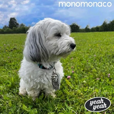 Produktbild von Monomonaco: Yeah Yeah