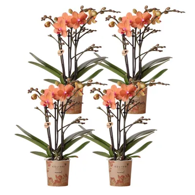 Zdjęcie produktu dla Kolibri Orchids zestaw 4 pomaranczowych storczyków Phalaenopsis - Bolzano - doniczka 9 cm kwitnaca roslina doniczkowa - swiezo od producenta