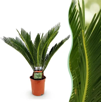 Produktbild von Cycas revoluta - Palmfarn - Pflegeleicht - Grün - 60-70cm - Ø17cm - Zimmerpflanze - Immergrün