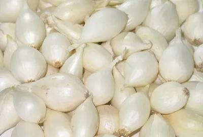 Immagine prodotto di Cipolla / Cipollina da trapianto  'Snowball',  250 g di cipolline da trapianto, piantine