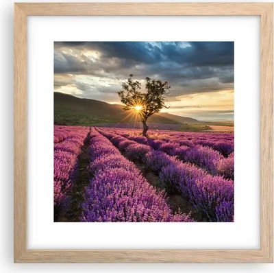 Produktbild von Gerahmtes Poster - Rahmen in heller Eiche - Lavendel Berge Feld - 30x30 cm - Wand Bild - Wanddeko - Wandbilder - Wandposter - Bilderrahmen - Bilder - Kunstdruck - Wandbild - P2NAC30x30-3645