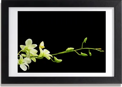 Produktbild von Bild 30x20 MDF-Rahmen, Wandkunst Orchidee