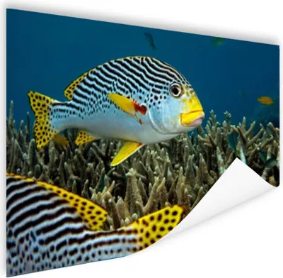 Produktbild von MuchoWow® Poster Fisch - Boden - Meer 60x40 cm - Schlafzimmerdekoration