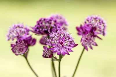 Produktbild von Große Sterndolde Abbey Road, im Topf - Astrantia major