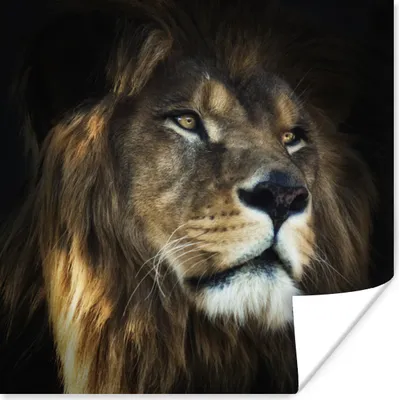 Produktbild von MuchoWow® Poster Löwe - Fell - Schwarz 100x100 cm - Babyzimmer