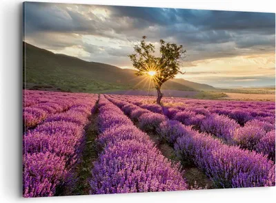 Produktbild von Bild auf Leinwand - Leinwandbild - Lavendel Berge Feld - 100x70cm - Wand Bild - Wanddeko - Leinwanddruck - Bilder - Kunstdruck - Wanddekoration - Leinwand bilder - Wandkunst - AA100x70-3645