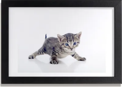 Produktbild von Bild 30x20 MDF-Rahmen, Wandkunst Kleine Katze