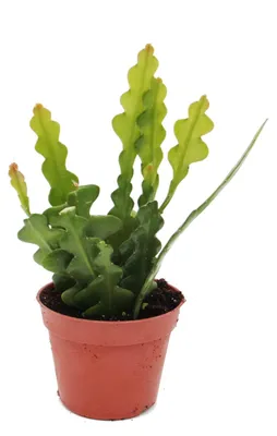 Produktbild von Epiphyllum anguliger – Krokodilschwanz-Kaktus, 9 cm