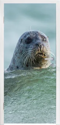 Produktbild von MuchoWow® Türtapete Selbstklebende Türfolie Nordsee - Seehund - Wasser 90x205 cm Türposter Türaufkleber Klebefolie Türklebefolie - Türaufklebern