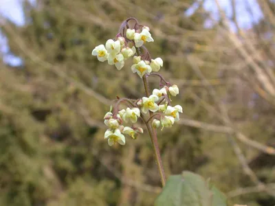 Produktbild von Epimedium pubigerum, Elfenblume, ca. 9x9 cm Topf, wintergrün