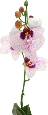 Produktbild von Künstliche Orchidee mit realistischen Blüten für stilvolle Dekoration