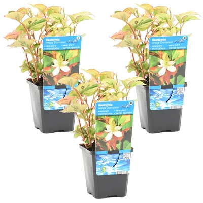 Zdjęcie produktu dla Bloomique - Zestaw 3 szt. - Houttuynia Cordata Chameleon - Doku-Dami - Zawilec błotny - Rośliny do oczek wodnych - Rośliny wodne - Odporne na zimę - Wysokość 10-20 cm - Doniczka 9 cm