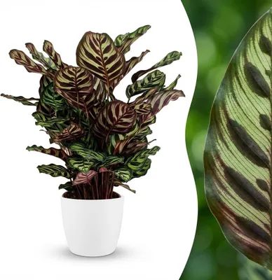 Image de Green boutiQ - Plante d'intérieur - Plante paon - Calathea Makoyana - Vert - Peu d'entretien - 1 plante - avec pot blanc - Pot 19 cm - Hauteur 70 cm