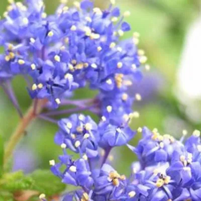 Image de 2 x  Céanothe  - Ceanothus 'Blue Diamond'  | 30-40 cm en conteneur