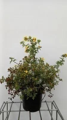 Produktbild von Potentilla frut. 'Goldstar' - Fingerstrauch  25- 30 cm - Container