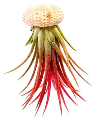 Obrázek produktu pro Gardners Medusa ROSE s Tillandsií Ionantha red