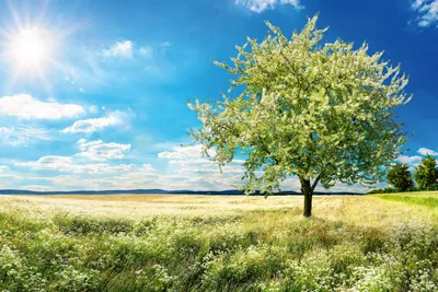 Produktbild von Fototapete - Blossom Tree 375x250cm - Vliestapete