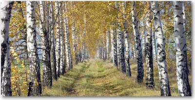 Produktbild von Tulup Glas-Bild -140x70- Wandkunst Dekorative Wand für Küche & Wohnzimmer - Landschaften - Birken im Herbst - Gelb