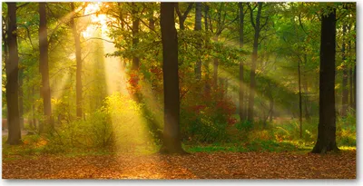 Produktbild von Tulup® Glas-Bild - 100x50 -Wandkunst - Wandbild hinter gehärtetem Sicherheitsglas  - Landschaften - Wald in der Sonne - Grün