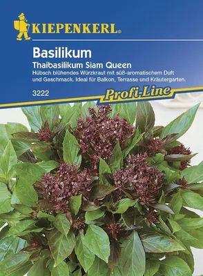 Immagine prodotto di Kiepenkerl, basilico Thai, varietà Siam Queen, *Ocimum basilicum*. Contenuto: circa 150 piante