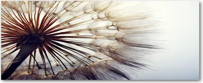 Produktbild von Tulup® Glas-Bild Wandbild aus Glas - 125x50 - Wandkunst - Wandbild hinter gehärtetem Sicherheitsglas - Dekorative Wand für Küche & Wohnzimmer  - Blumen & Pflanzen - Pusteblume - Weiß