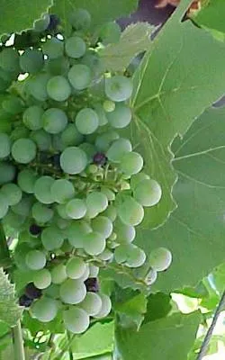 Obrázok produktu pre Vitis vinifera 'Himrod' - Hrozno Himrod | 50-60 cm (výška) v kvetináči