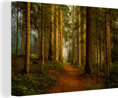 Produktbild von OneMillionCanvasses® - Leinwandbilder - 140x90 cm, Wald - Natur - Bäume - Landschaft - Laub, Wandbilder Kunstdruck Wanddekoration - Foto auf Leinwand - Gemälde auf Holzrahmen