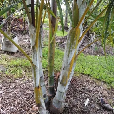 Produktbild von Sandpalme (Dypsis arenarum) - 3 Samen